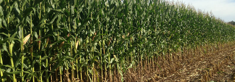 HSR Seeds Hybrid Maize Research